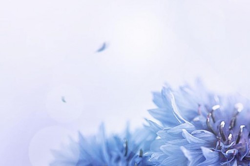 芭乐视APP下载旧版本大全免费（芭乐视APP的旧版本下载是免费的吗）
