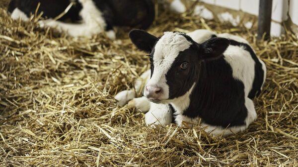 Consultation to launch on action plan for dairy calf to beef