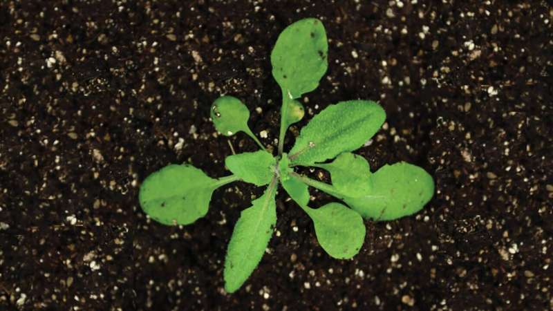 植物如何传递基因记忆